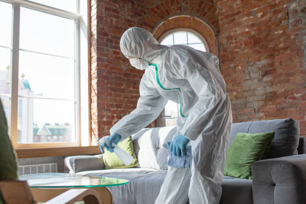 Trusted Bay, AR Mold Removal Services Experts