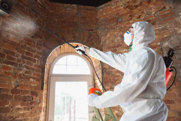 Best Biohazard Mold Removal  in Bay, AR