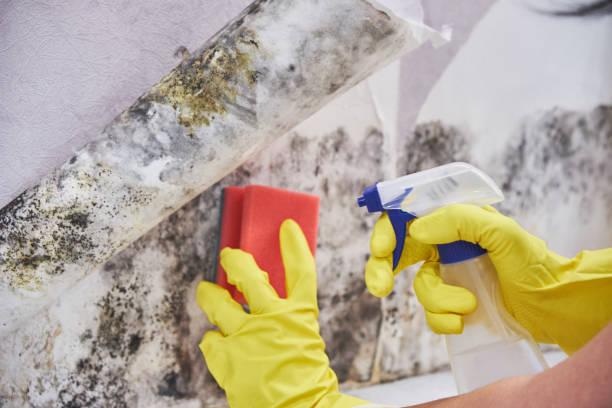 Best Mold Odor Removal Services  in Bay, AR